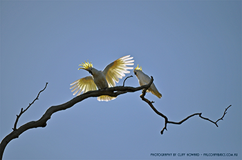 Photography - Cockatoo by Cliff Howard